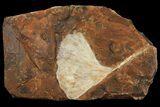 Fossil Ginkgo Leaf From North Dakota - Paleocene #95344-1